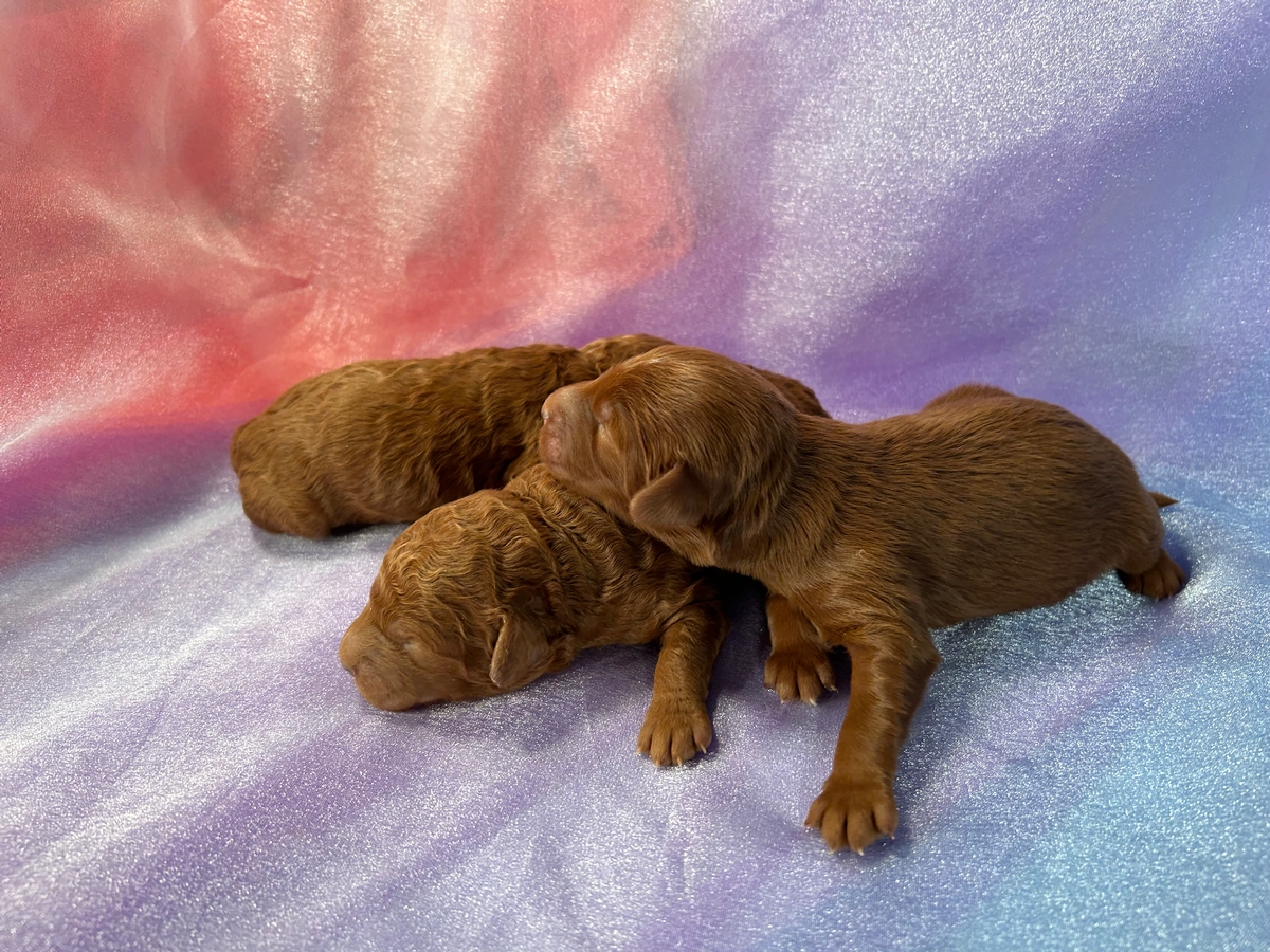 F1b Mini Goldendoodle Puppies for Sale, Iowa Breeders